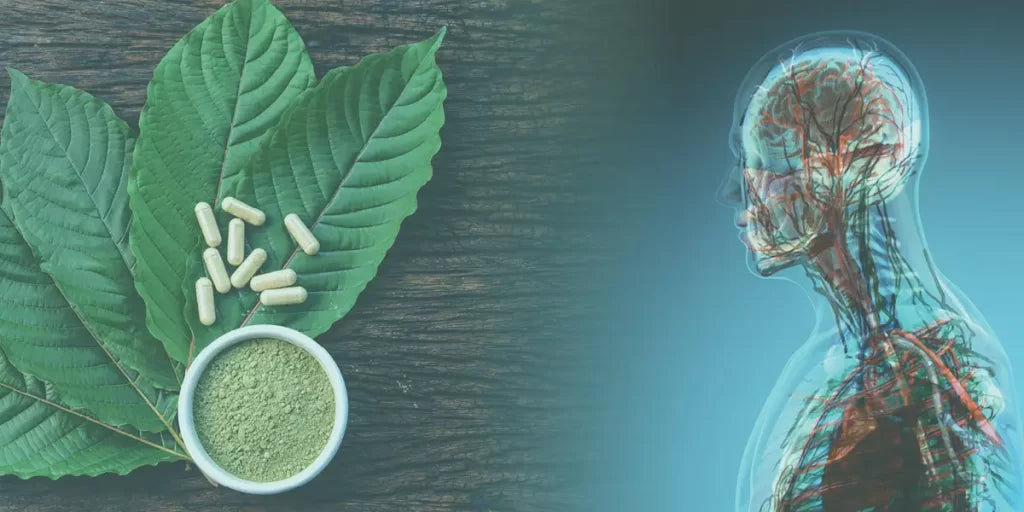 How Long Does Kratom Stay in Your System?